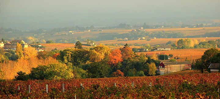 paysage de villie-morgon
