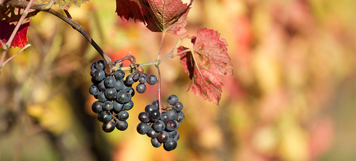 terroir du cru morgon
